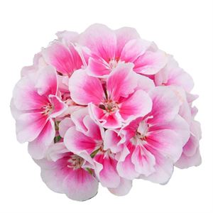 Afbeelding van Geranium Staand P12 Moonlight Katy